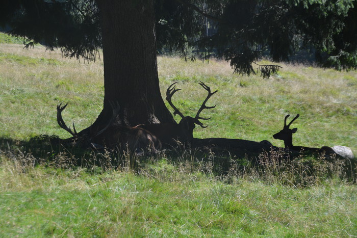 La foresta dei Violini