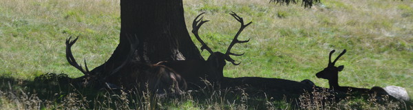 La foresta dei Violini